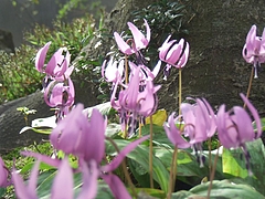 DSCF0956