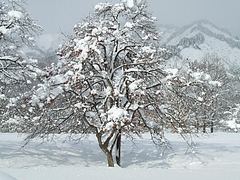 DSCF2788