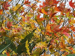 DSCF2076