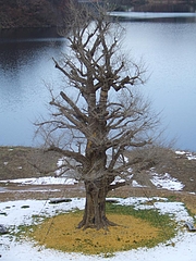 DSCF2400