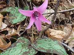 DSCF3316