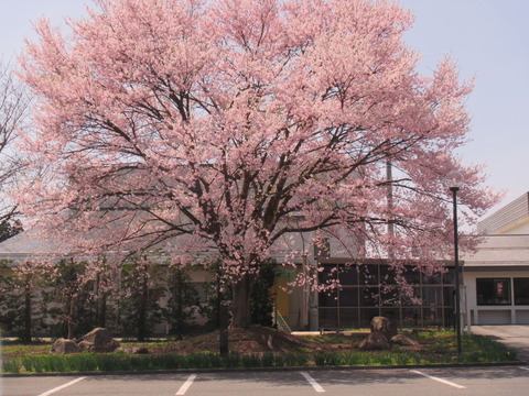 IMG_0609蚕桑地区公民館の桜