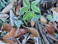 DSCF2233