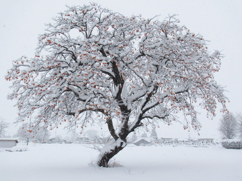 雪の木 s-20181123133346142498.jpg