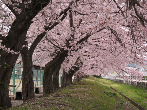 IMG_0700長井高校の桜