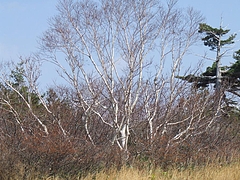 DSCF2005