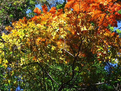 IMG_6355 IMG_6355