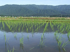 DSCF4366