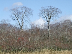 DSCF2096