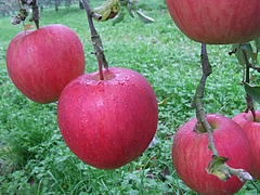 DSCF2319