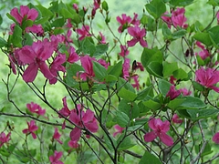DSCF4132