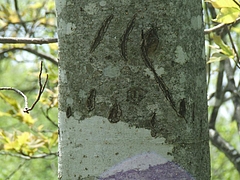 DSCF3865