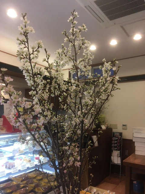 啓翁桜2019ジュリアン