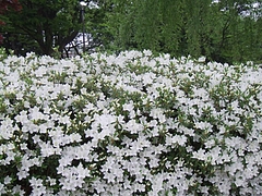 DSCF3925