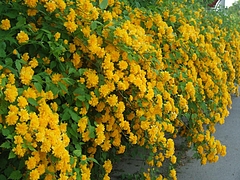 DSCF3901