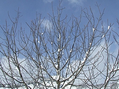 DSCF2793