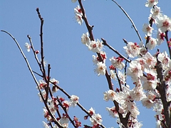 DSCF3229
