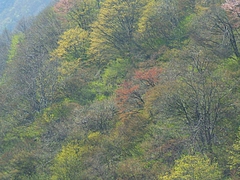 DSCF3796(