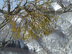 DSCF3096