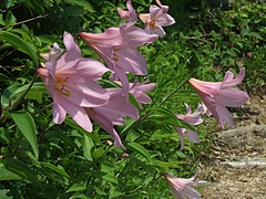 DSCF4546