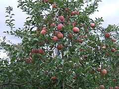 DSCF2042