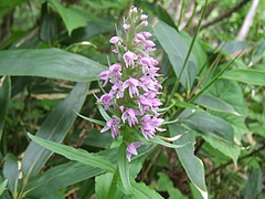 DSCF4504