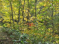 長井葉山06.10.10昭和堰ルート(2)
