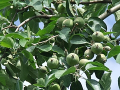 DSCF4334