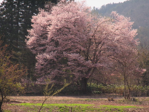 IMG_0656喜三郎桜