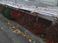 DSCF2393