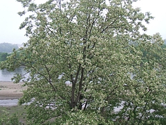 DSCF4236