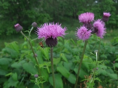 DSCF4234