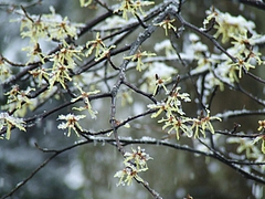 DSCF3324