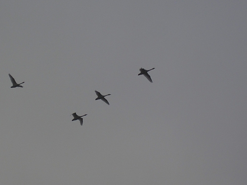 IMG_6462 IMG_6462