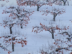 DSCF2329