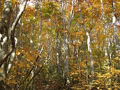 DSCF1985