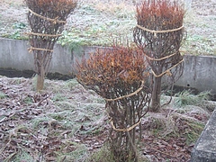 DSCF2396