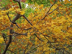 DSCF1926