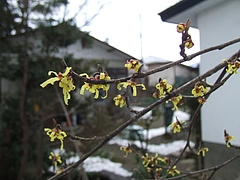 DSCF3172
