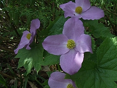 DSCF4465