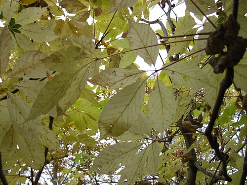 IMG_6377 IMG_6377