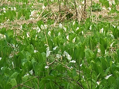 DSCF4166