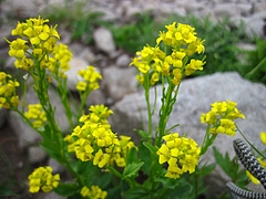 IMG_4858 IMG_4858