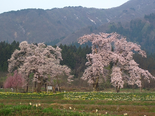 十二の桜(IMG_3824) 十二の桜(IMG_3824)