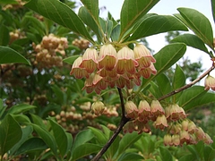 DSCF3919
