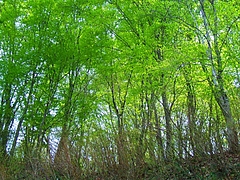 DSCF3791(ÍÕ»³£²£°£°£¹.4.30)