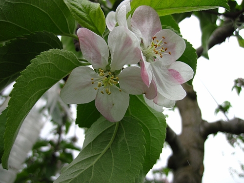 IMG_8534 IMG_8534