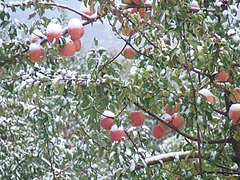 DSCF2351