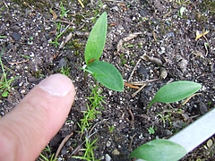 DSCF4250