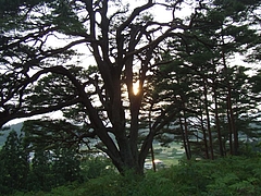 DSCF4252